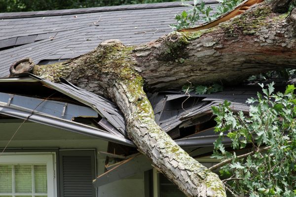 Storm Remediation in Dacula