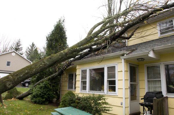 Storm Damage Mitigation in Dacula